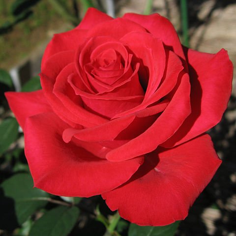 खुशीहरु सधै तिम्रा…..