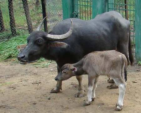 सुन्दरी प्रतियोगितामा विजेत भैंसीका धनीले पाए डेढ लाखको लैनो भैंसी
