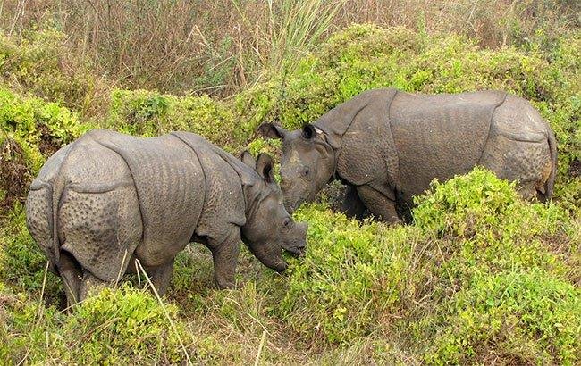 गैंडा गणना: अर्को वर्ष मात्र गरिने