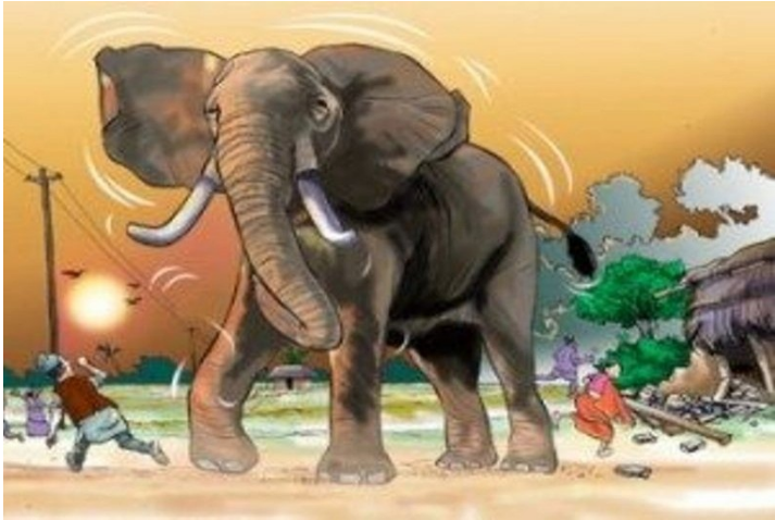 वन्यजन्तुको आक्रमणबाट १२ को मृत्यु