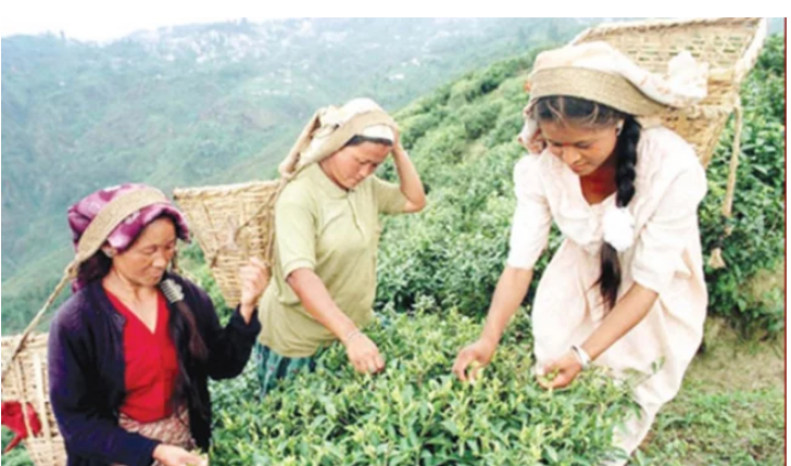 चिया उद्योगी र मजदुरबीच ३ बुँदे सहमतिपछि  आन्दोलन फिर्ता