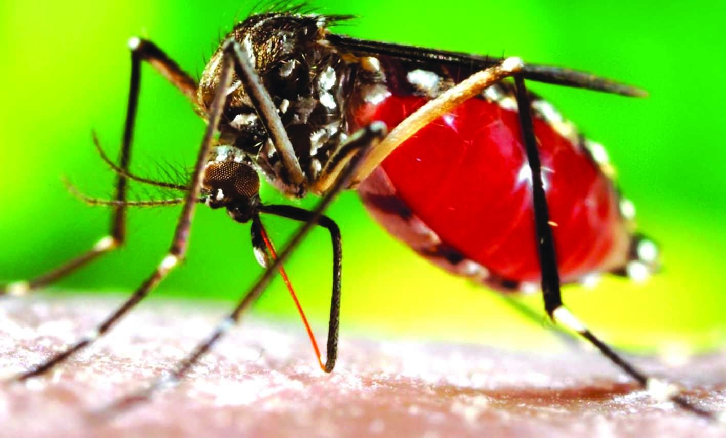 डेंगु ज्वरोका लक्षणहरु थाहा पाउनुहोस्