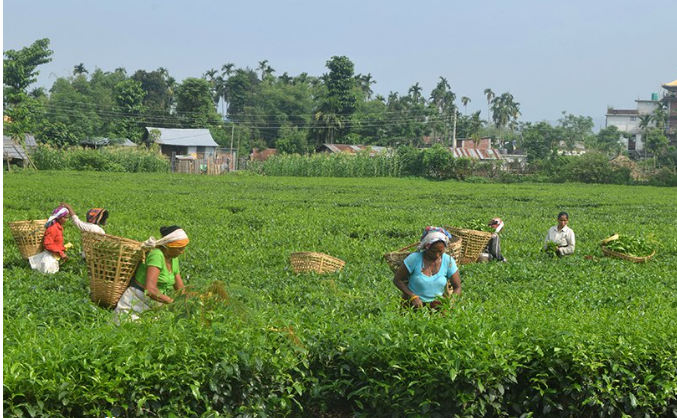 इलामका चिया उद्योगी आन्दोलित
