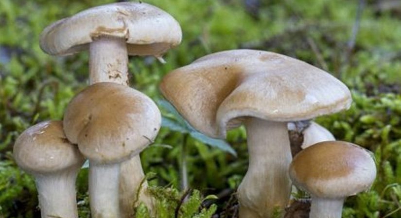 बर्षायामसँगै च्याउ खाएर मर्नेहरुको संख्या बढ्छ, मृत्यु रोक्न च्याउको बारे जानकारी लिनुहोस्