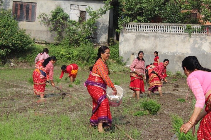 धान दिवस नेपालमा धानको महत्वबारे जान्नैपर्ने यी कुरा