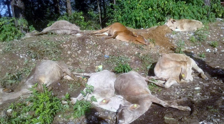 सुर्खेतको कट्कुवा जंगलमा २३ वटा गाई मृत भेटिए