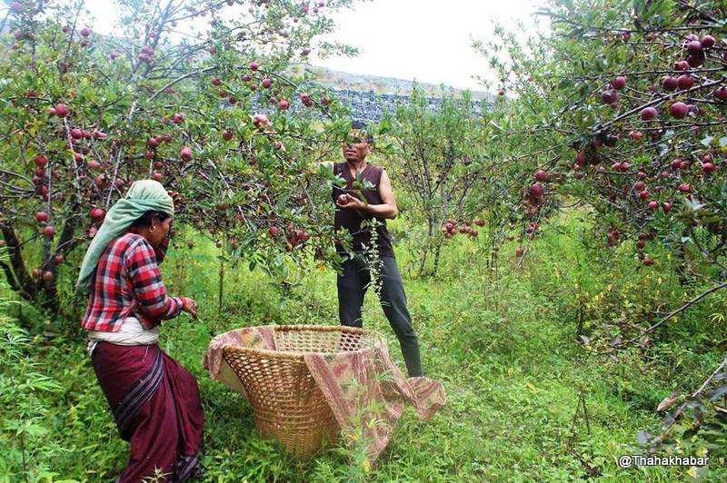 स्याउ १ रुपैयाँमा ३ दाना