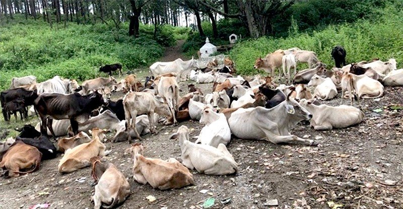 गाई मरेको घटनाको स्थलगत अध्ययन गरिने