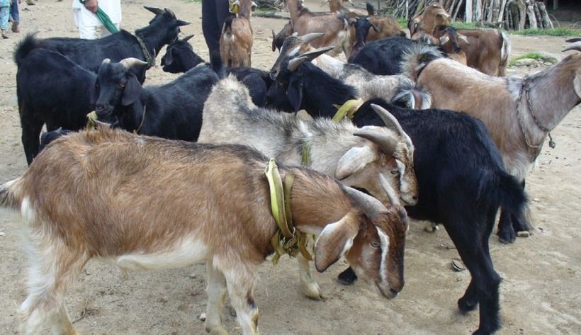 काठमाडौँ भित्रिएका खसीबोकाको परीक्षण अझै सुरु भएन