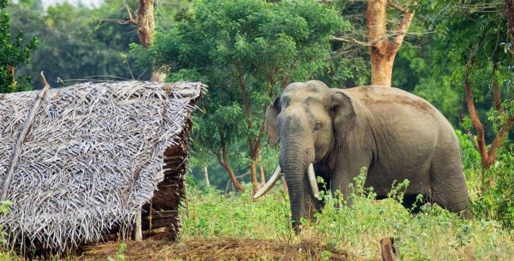 कञ्चनपुरमा जंगली हात्तीको आक्रमणबाट दुईको ज्यान गयो, चार घाइते