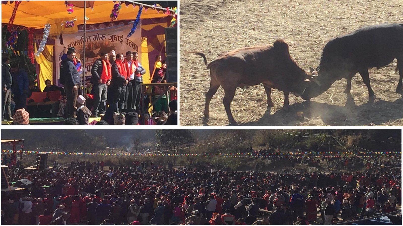 नुवाकोटको सातविसेमा १० हल गोरु जुधाइयो, प्रथम हुनेलाई नगद ३० हजार पुस्कार
